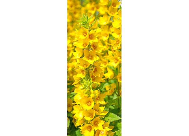 Наклейка на дверь Ярко-желтые цветы